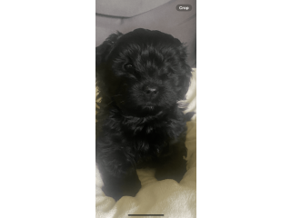 Shih  Tzu    Puppies    For     Sale