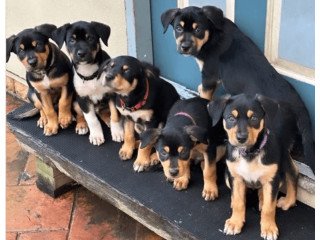 Australian  Kelpie     Puppies   For    Sale