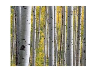 Silver Birch Trees Problems Australia