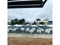 outdoor-umbrella-hire-in-melbourne-small-0