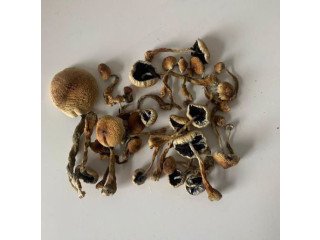 Cubensis Mushroom ( Magic shrooms Near Me )-