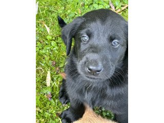 Labradoodle Puppies For Sale