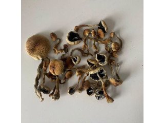 Cubensis Mushroom ( Magic shrooms Near Me ).