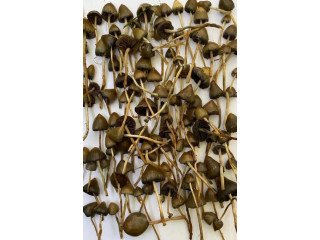 Mexicana Mushroom for Sale.