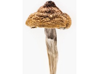 B+ Plus Magic Mushrooms For Sale Online.