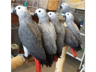 African Grey Parrots: Healthy, Hand-Trained, Affordable Pets