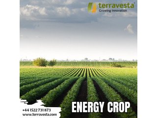 Transforming Agriculture with Terravestas Energy Crop