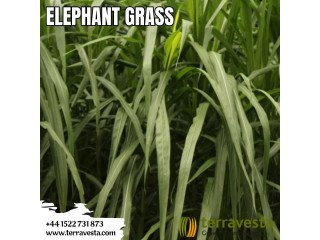 Boost Sustainability with Elephant Grass from Terravesta