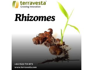 Terravesta: Your Trusted Source for Premium Miscanthus Rhizomes