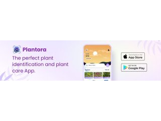 Are You Curious About To Identify Houseplants with Plant Identifier App