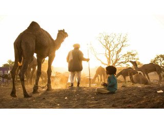 Explore the Royal Charms: 10 Days Rajasthan Tour | Souvenir Travel