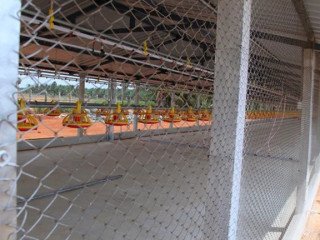 weld-mesh-manufacturing-roots-poultry-industries