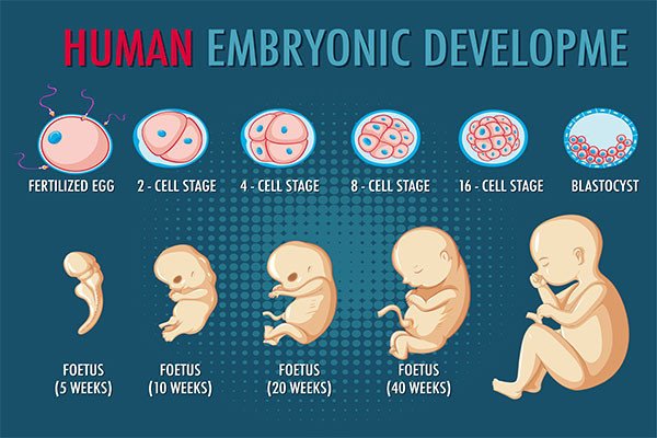 clinical-embryology-courses-big-0