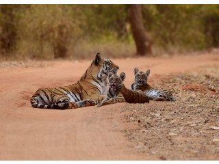 Rajasthan Tour Packages | Rajasthan Wildlife