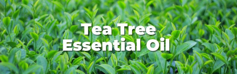 tea-tree-oil-big-0