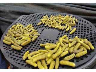 Best Pickled gherkin Wholesalers in India with Best Price