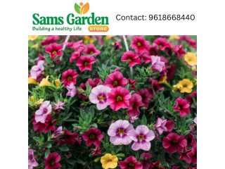 Combo Flower Seeds - Samsgarden Store