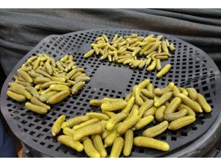 Premium Indian Gherkin Exporters Global Quality