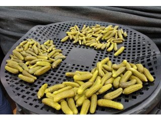 Gherkin Exporters from India: Excellence in Quality