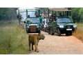 online-pench-safari-booking-small-0