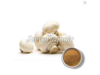 Premium Agaricus Bisporus Mushrooms | Bulk Supplier