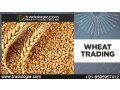 wheat-trading-small-0