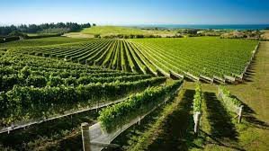 best-hawkes-bay-wine-tour-big-0