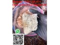buy-benzos-online-without-prescription-bromazolam-clobromazolam-clonazepam-whatsapp-1334-538-1474-small-0