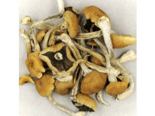 Relief Psychedelics, What is LSD, DMT, Mushroom?