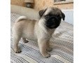 pug-puppies-for-adoption-near-me-small-0