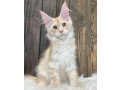 healthy-maine-coon-kittens-for-adoption-and-rehoming-small-0