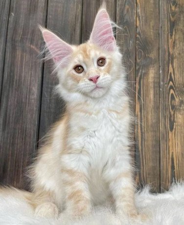 healthy-maine-coon-kittens-for-adoption-and-rehoming-big-0