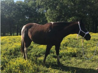 12 yr Old Quarter Horse Paint Mare