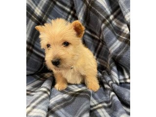 Scottish Terrier Puppies for Sale: