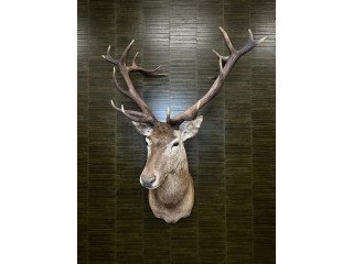 Top quality Taxidermy mount and hides for sale -TX