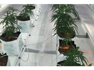 Growing mediums for cannabis