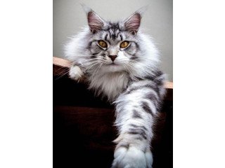 Maine Coon Kittens For Sale | Maine Coon Cats for sale