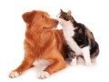 moving-pets-to-england-from-the-usa-small-0
