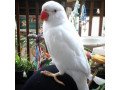 buy-ara-parakeet-parrot-small-0