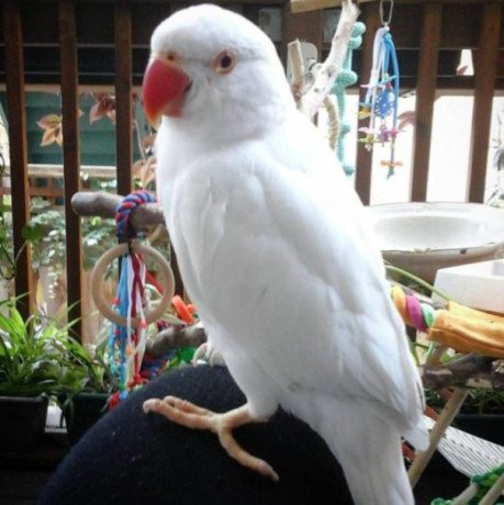 buy-ara-parakeet-parrot-big-0