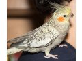 cockatiel-pearl-for-sale-small-0