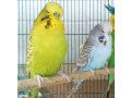 english-budgie-for-sale-small-0
