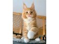 purebred-maine-coon-kittens-for-sale-healthy-friendly-and-perfect-for-families-small-1