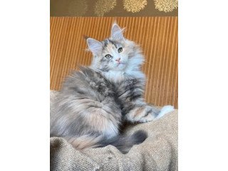 Purebred Maine Coon Kittens for Sale  Healthy, Friendly, and Perfect for Families!