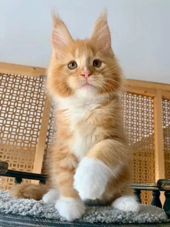 purebred-maine-coon-kittens-for-sale-healthy-friendly-and-perfect-for-families-big-1