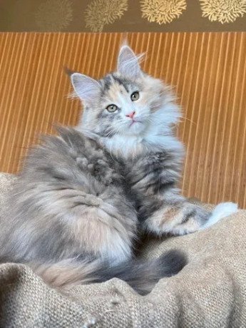purebred-maine-coon-kittens-for-sale-healthy-friendly-and-perfect-for-families-big-0