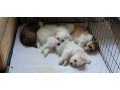 havanese-puppies-for-sale-small-1