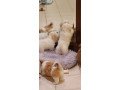 havanese-puppies-for-sale-small-0
