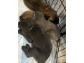 cane-corso-puppies-for-sale-small-1