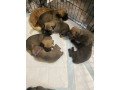 cane-corso-puppies-for-sale-small-0